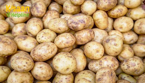 कोलकाता में आलू महंगा हो सकता है - खुदरा बाजारों में कीमत लगभग 50 रुपये किलो तक पहुंच सकती है